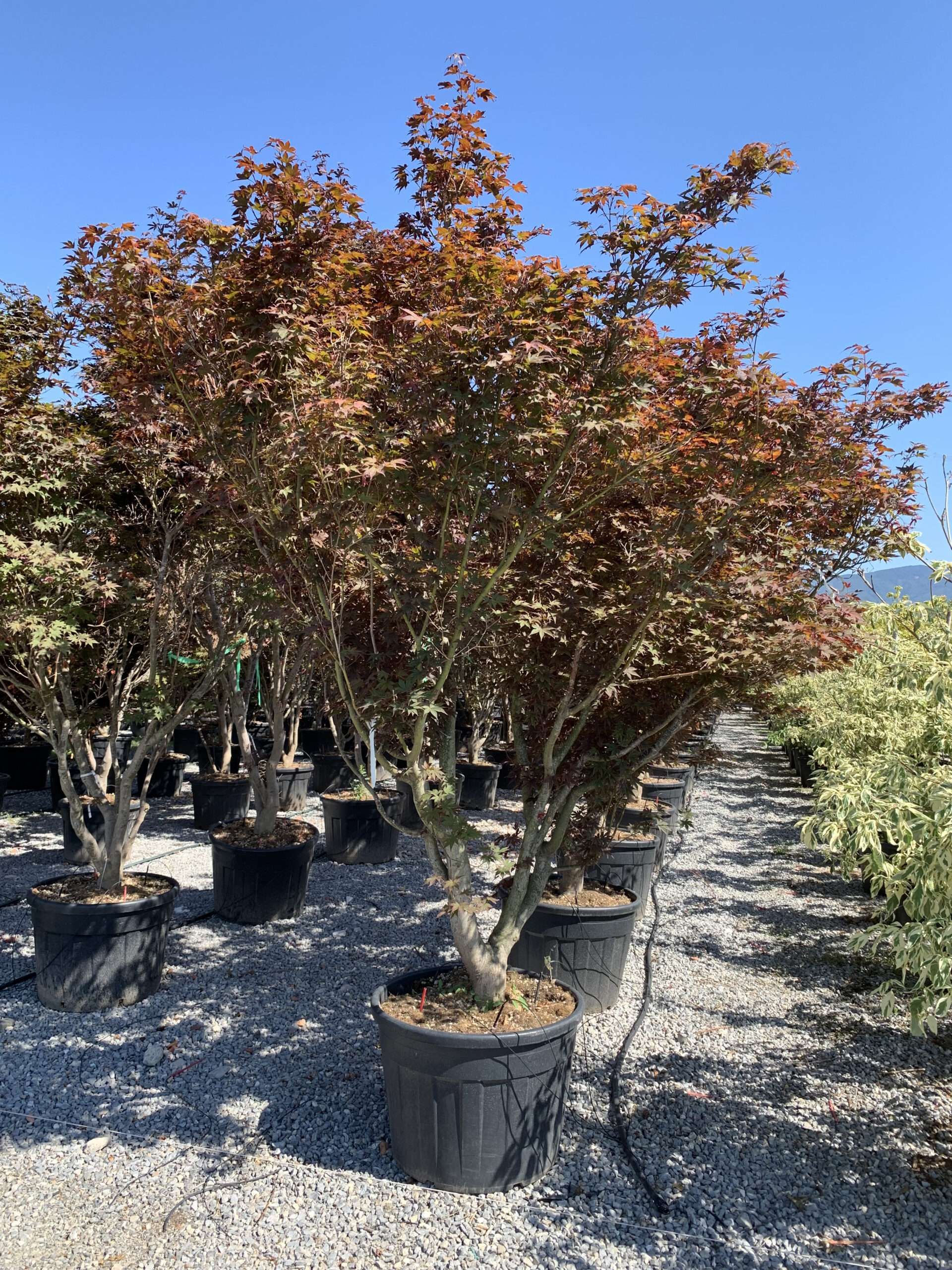 1657188100 scaled 9fe4054d