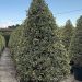 1614165311 9 Ilex aquifolium Argenteomarginata Cone Clt 130 180 200 250 00 a0f40bba