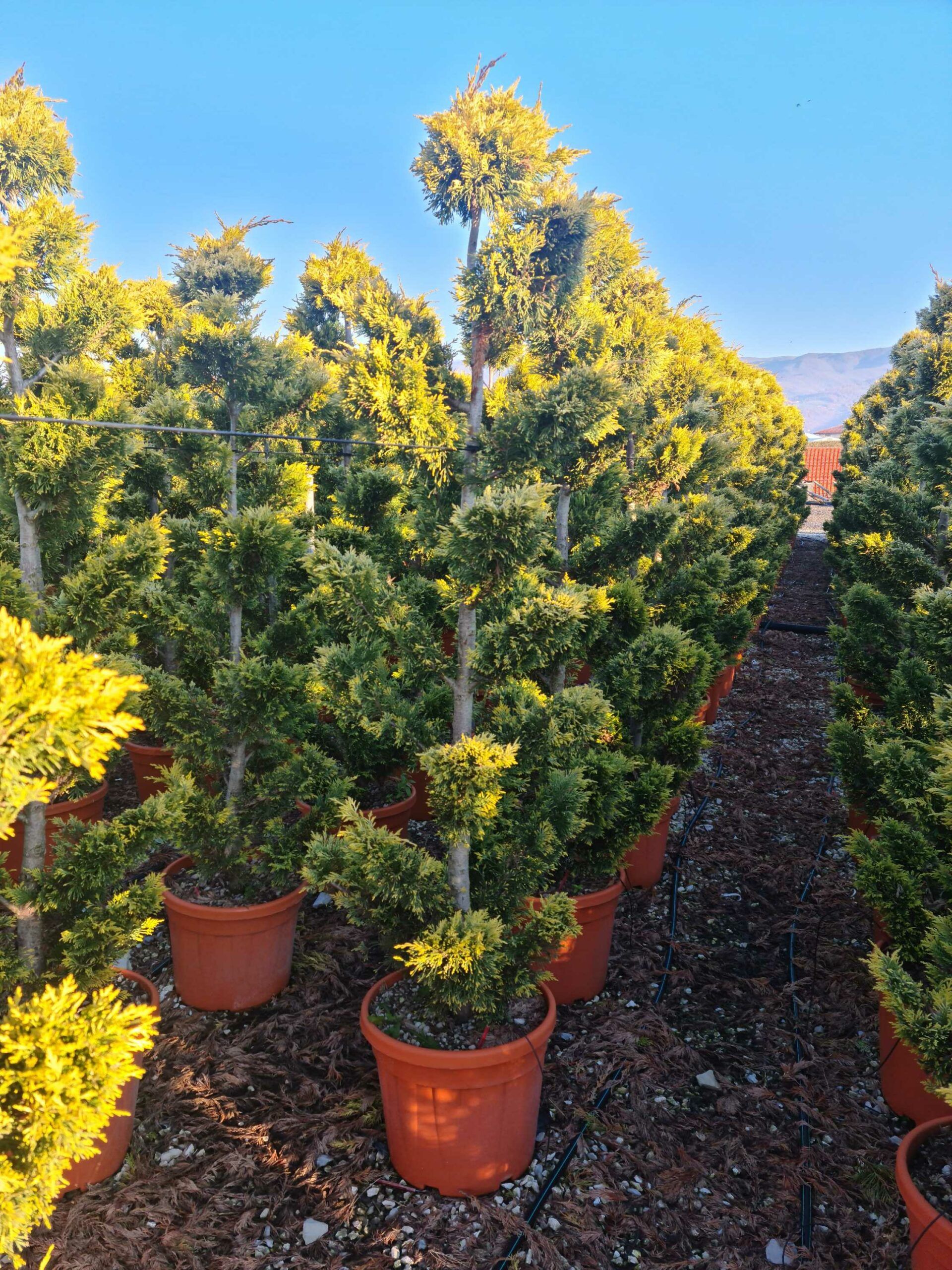 1639814505 scaled a09d45c1