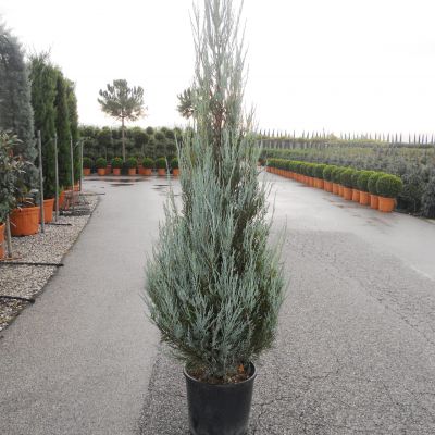 JUNIPERUS virginiana 'Skyrocket'