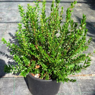 MYRTUS communis