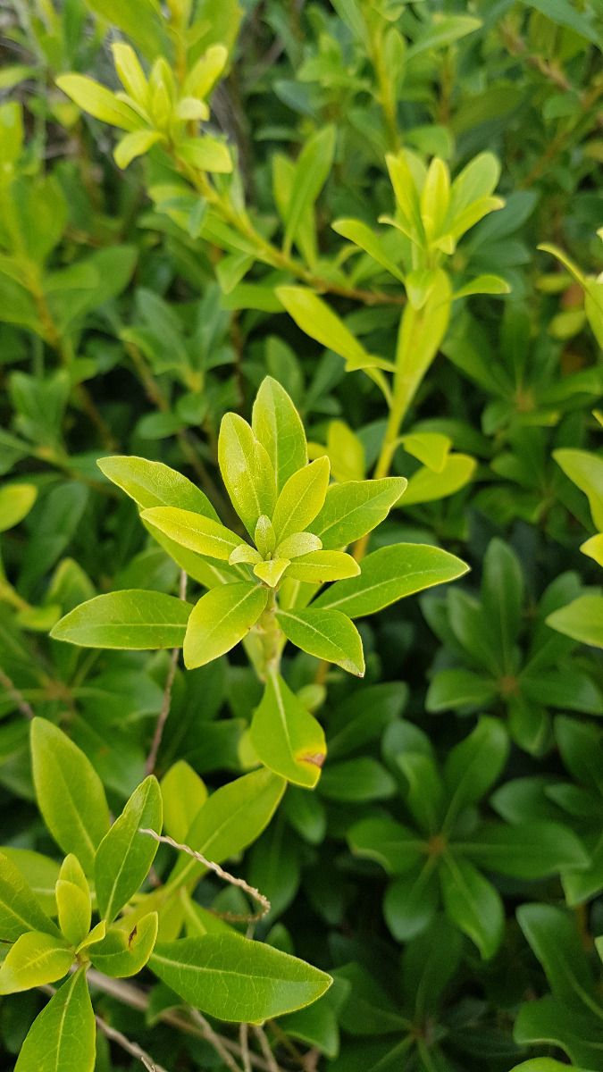 pittosporum x little hedge feuillage 2 a08ec52a