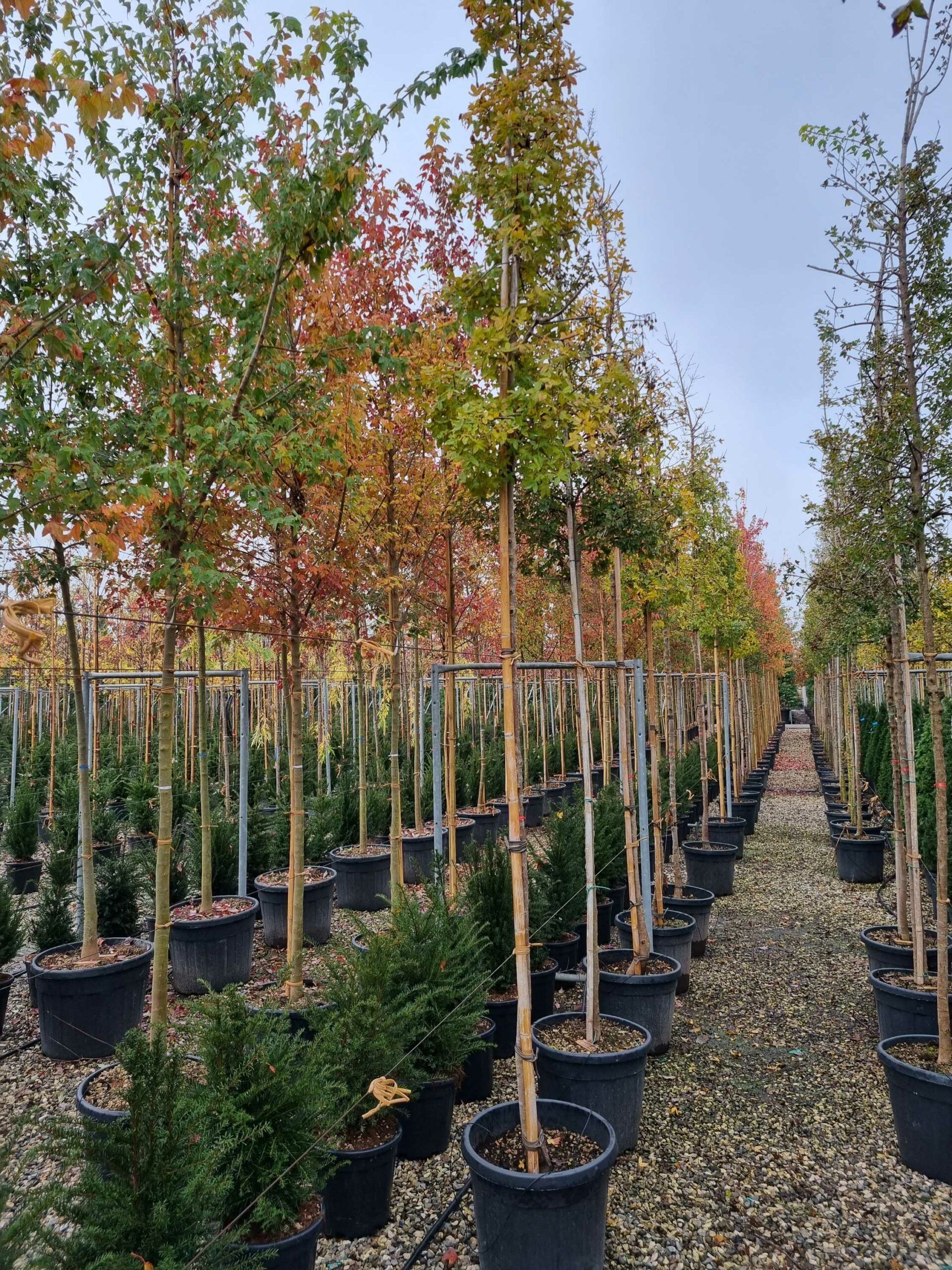 1668675495 scaled a17d1834