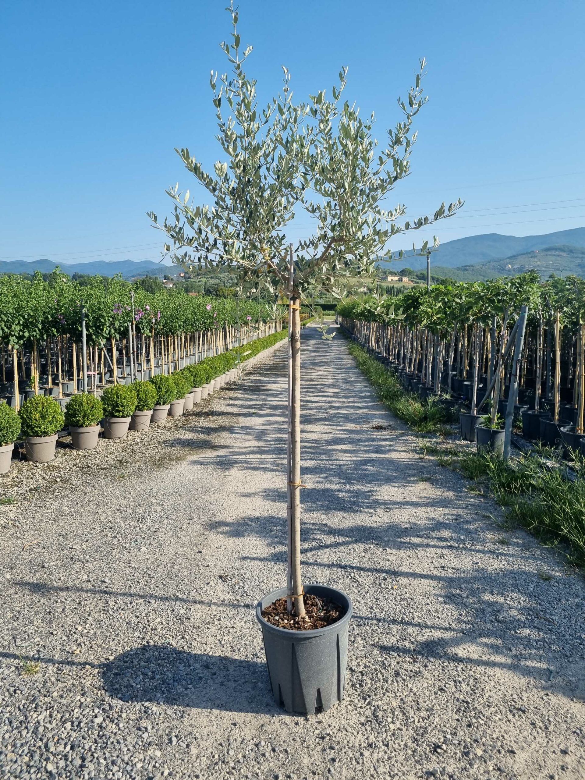 1692946974 scaled a10315b4