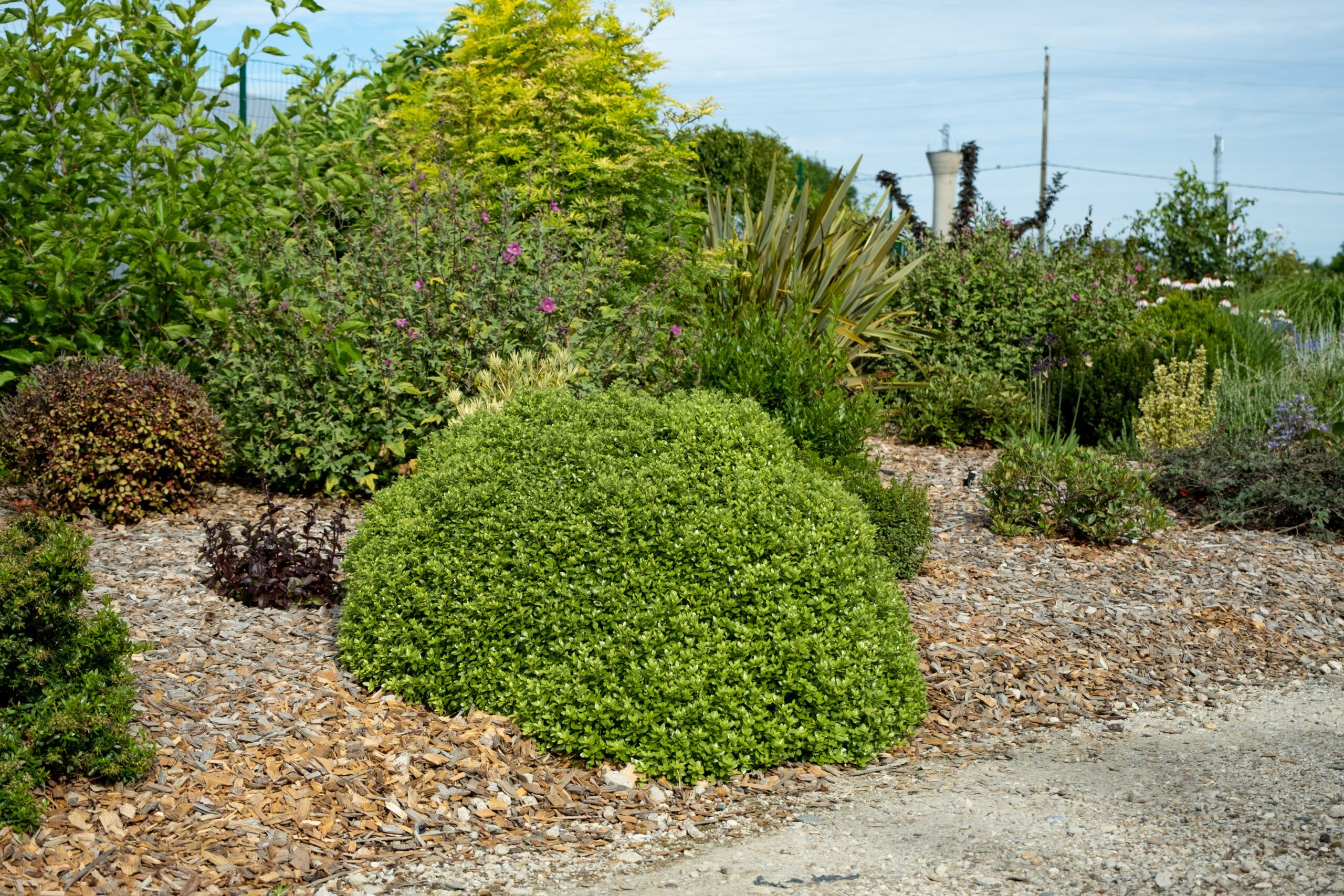 Pittosporum Beach Ball 10 scaled a1de5fe5