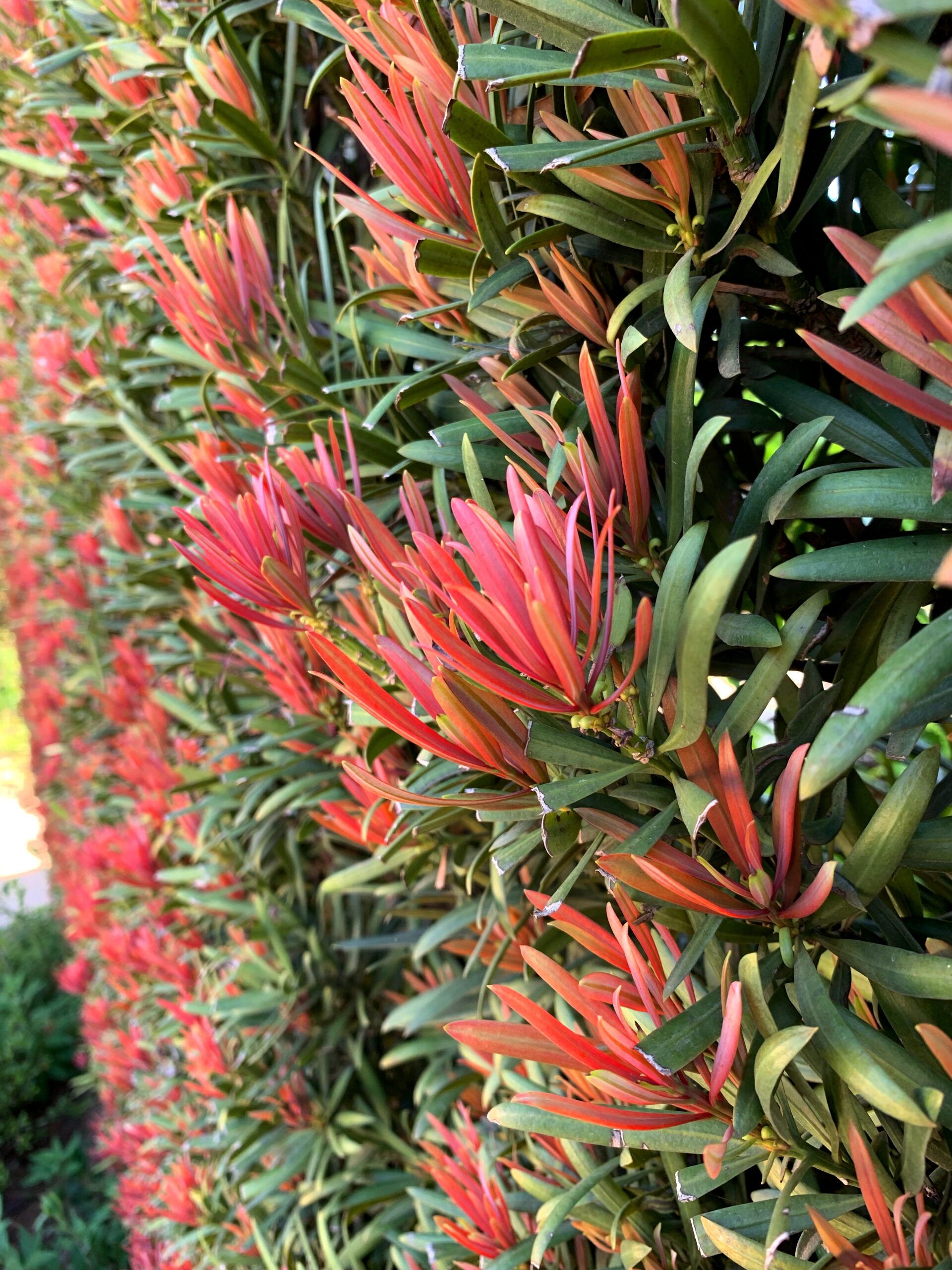 Podocarpus Mood Ring 8 scaled a1554ce0