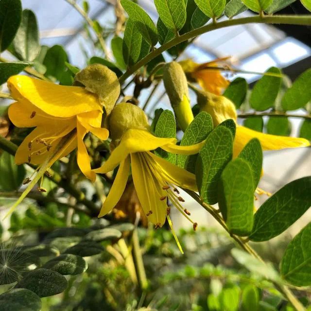 SOPHORA microphylla 'sun King'