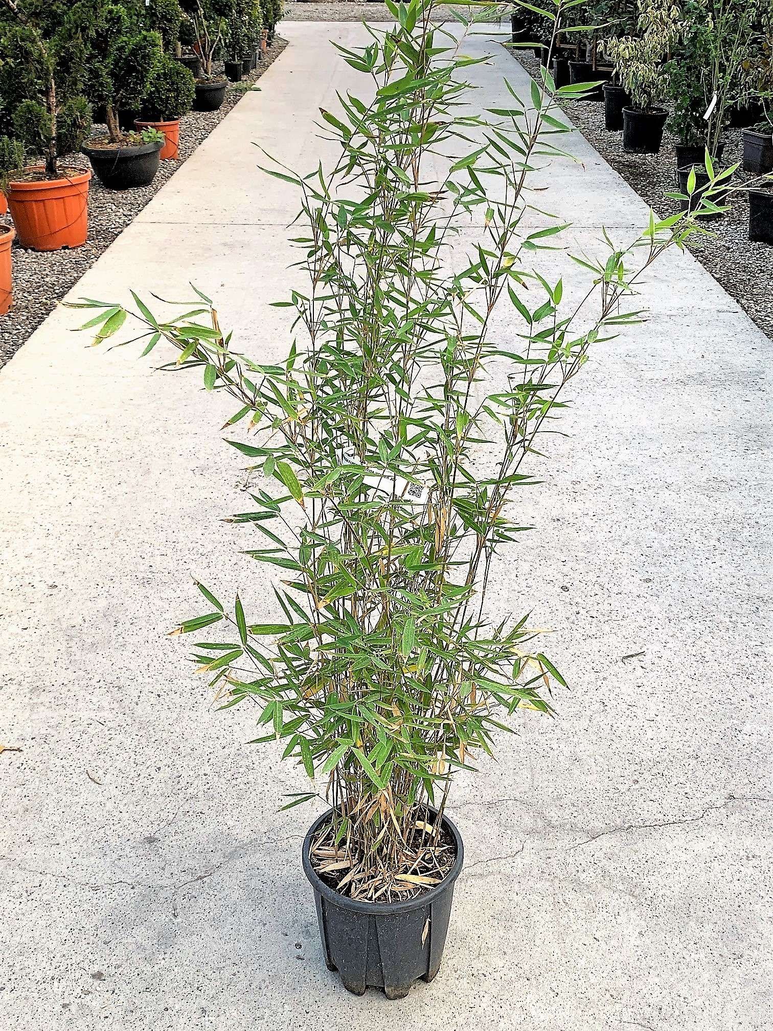 1652428797 1635232975 a22c6425