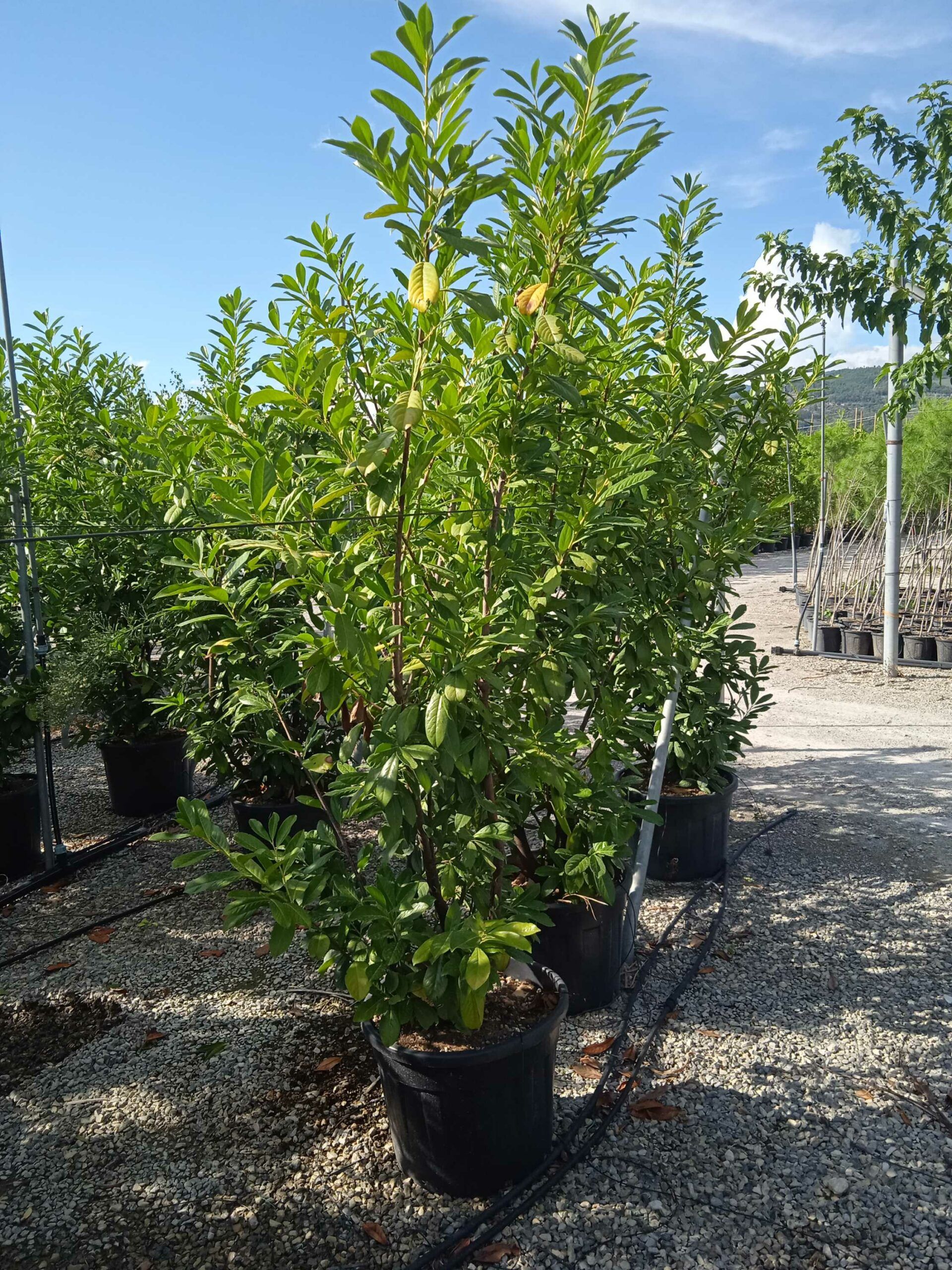 1662042969 scaled a2a07c58