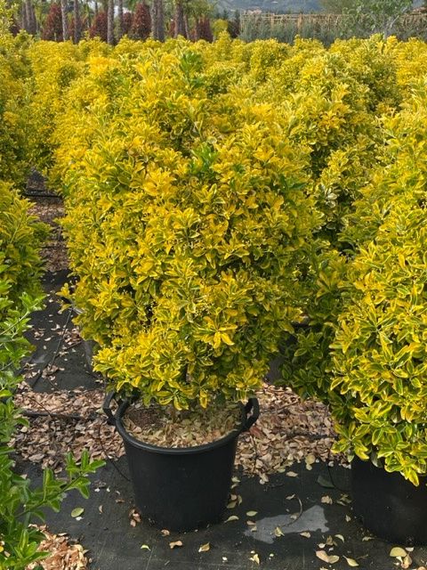 1682668605 Euonymus E Aureus clt30 080 100 a20f184b