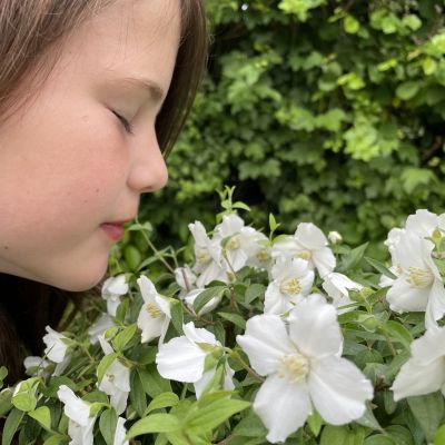 PHILADELPHUS 'Petite Perfume White' ®