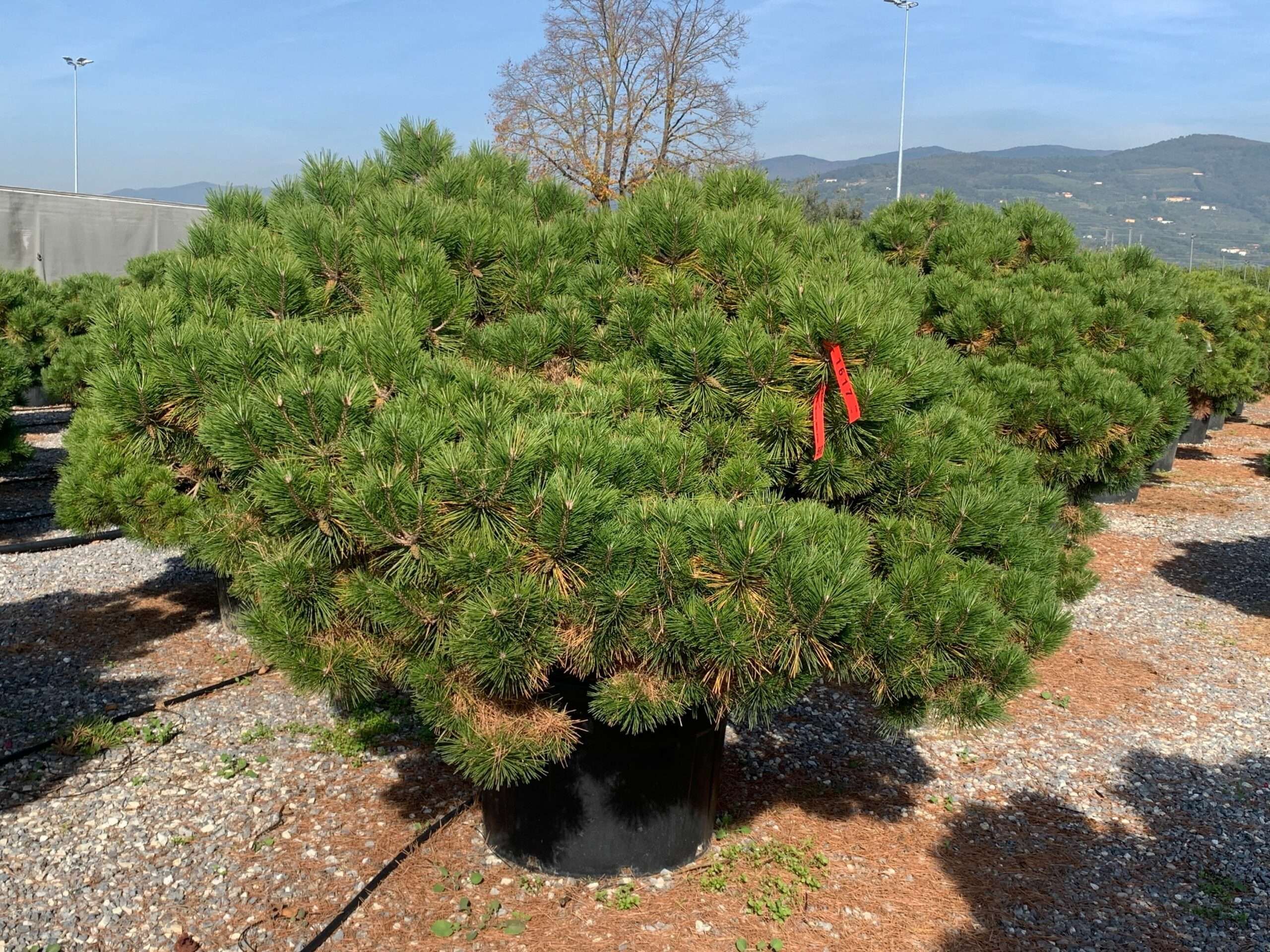 1635501880 scaled a339466b