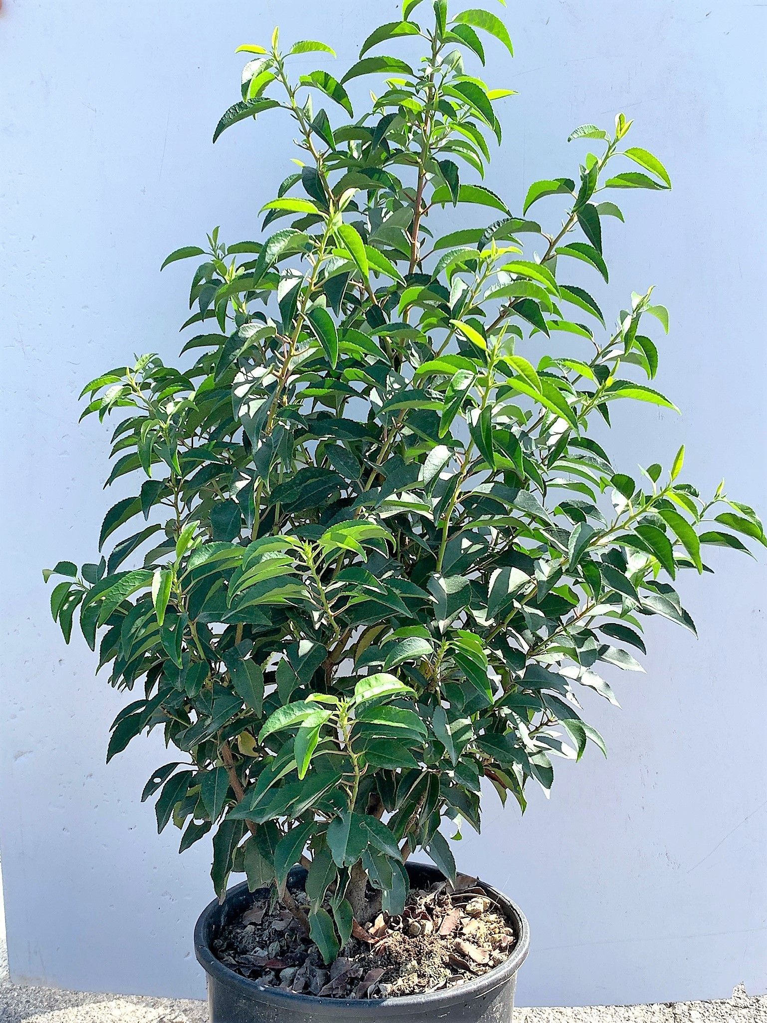 1678261827 7 Prunus lusitanica Angustifolia Clt 7 060 080 a30ff424