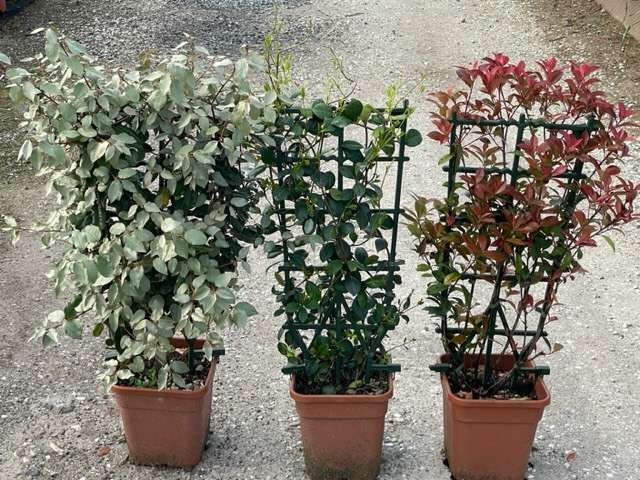 1682685107 IMG 7396 a36fbd03