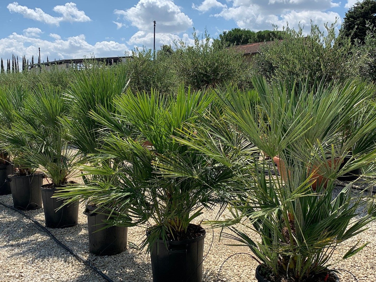 1617032994 2 Chamaerops humilis clt 30 080 100 a4053fa9