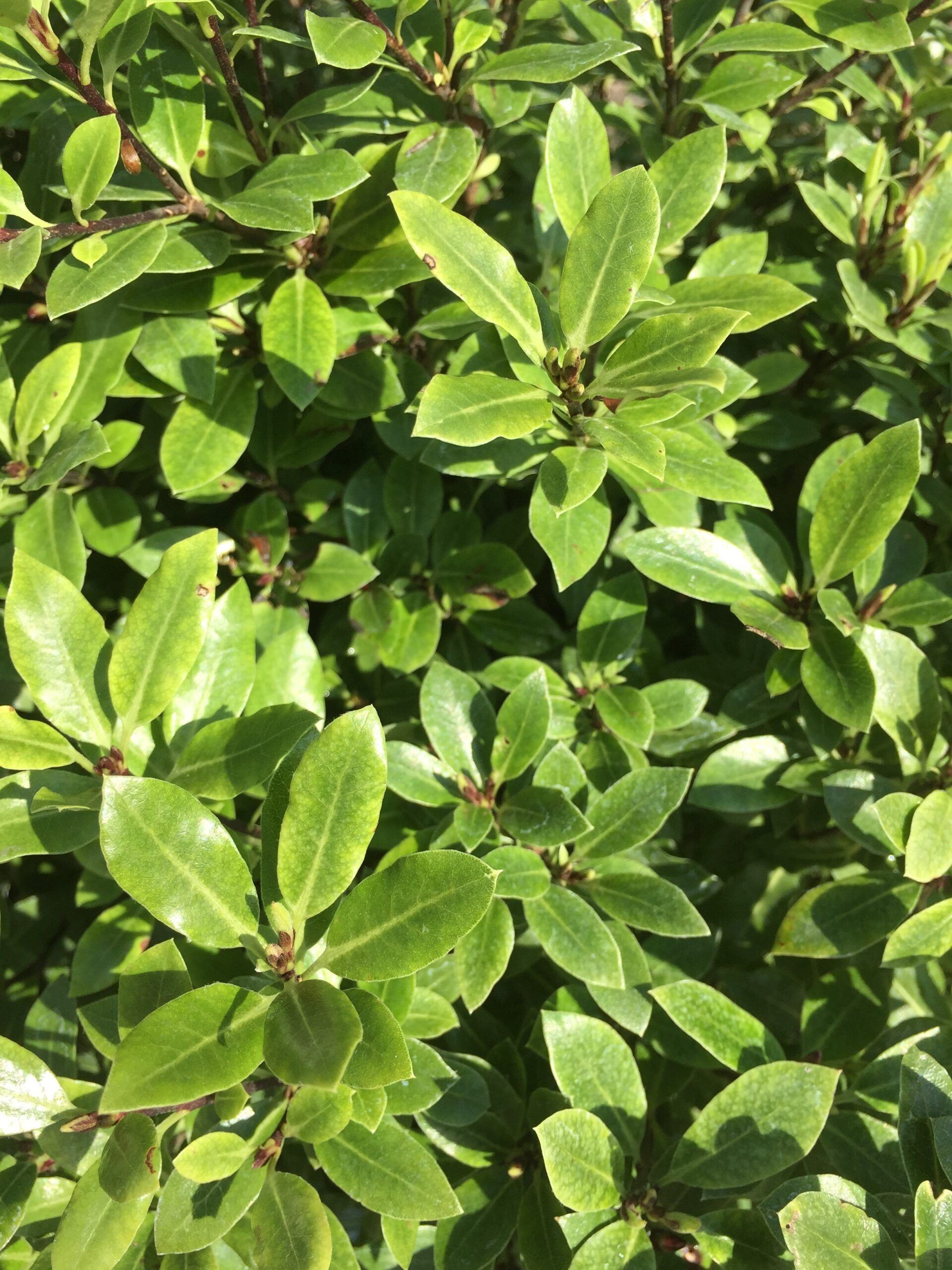 Pittosporum Beach Ball 2 scaled a4632822