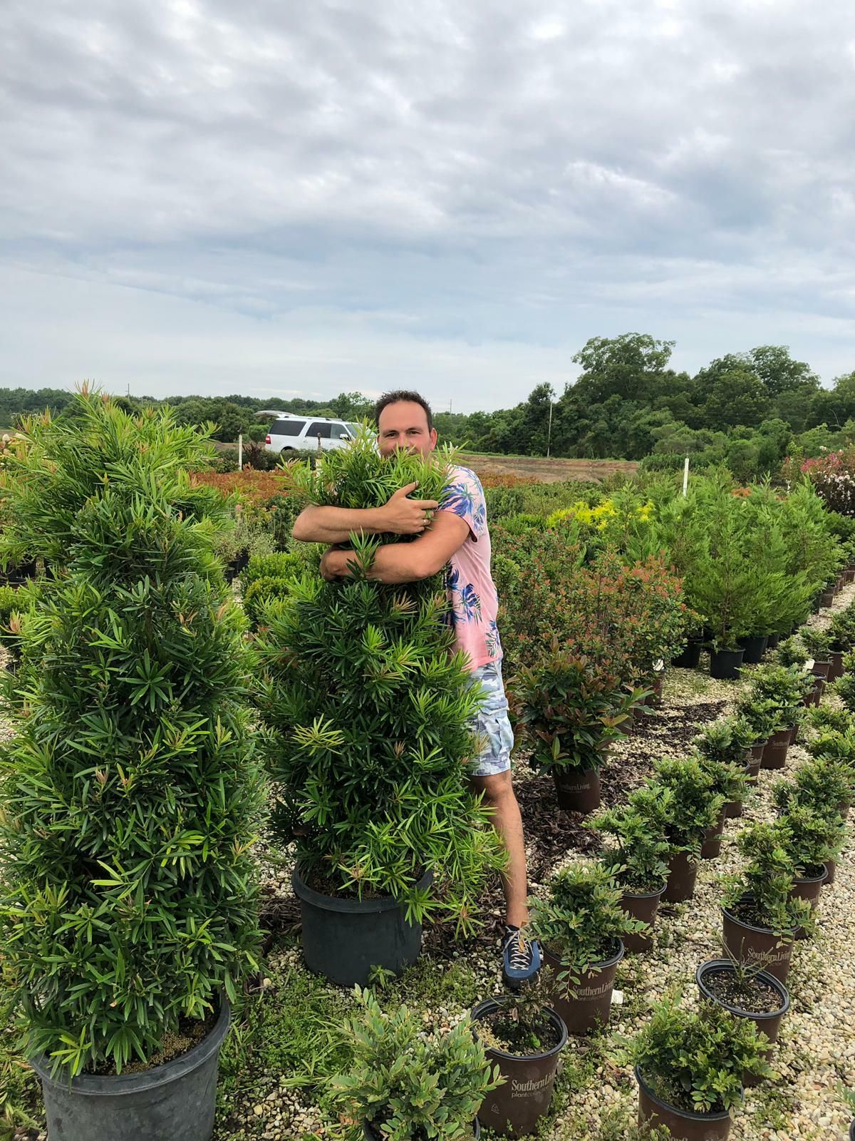 Podocarpus Mood Ring 5 a4d127fd