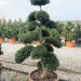 1614165035 4 Ilex crenata Kinme Deco Pot Bonsai japonais 120 140 300 00 a50360b0