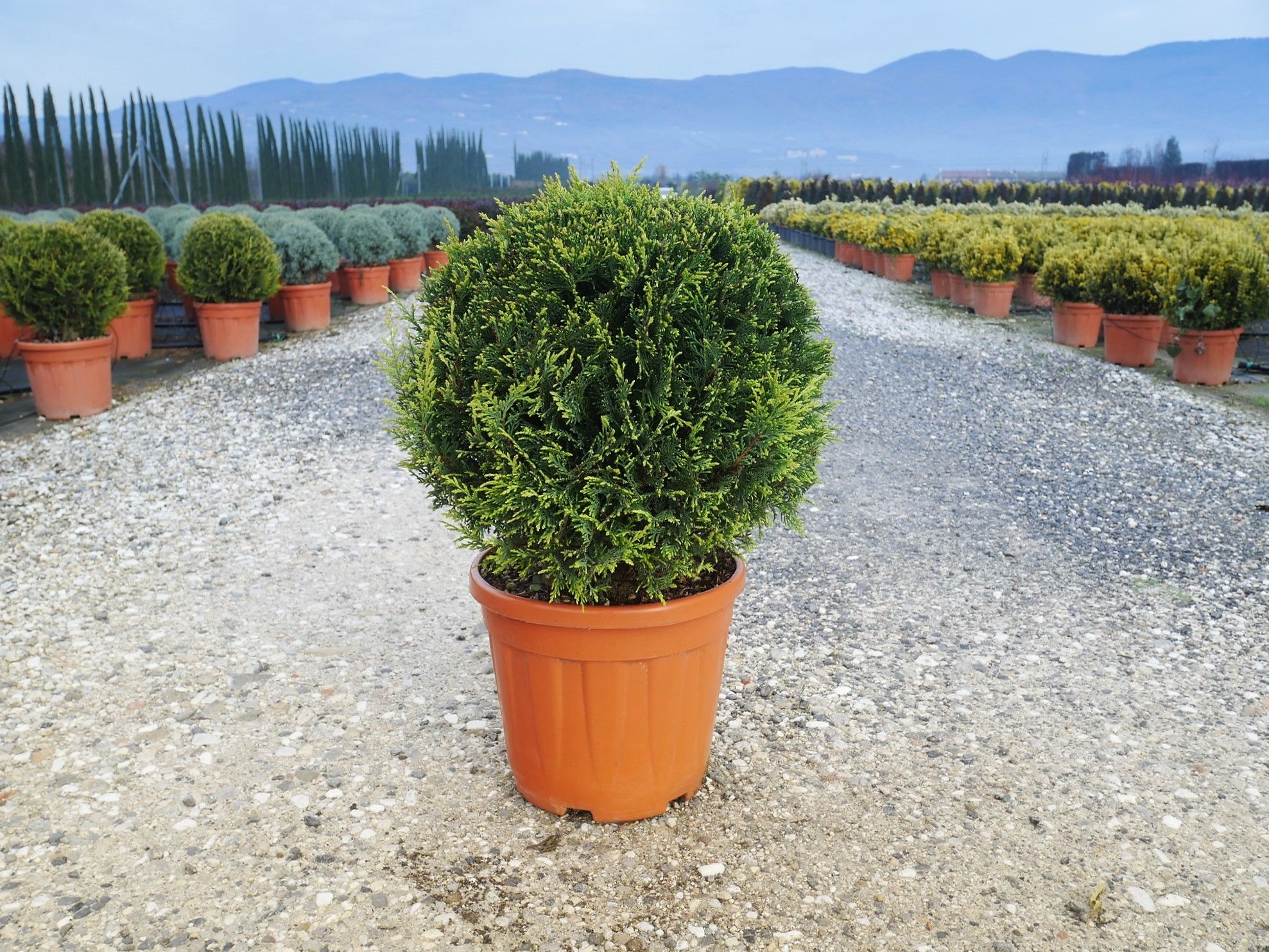 1616781837 Cupressocyparis leylandii Castlw. Gold Clt 15 18 Boule 40 00 a55af45d