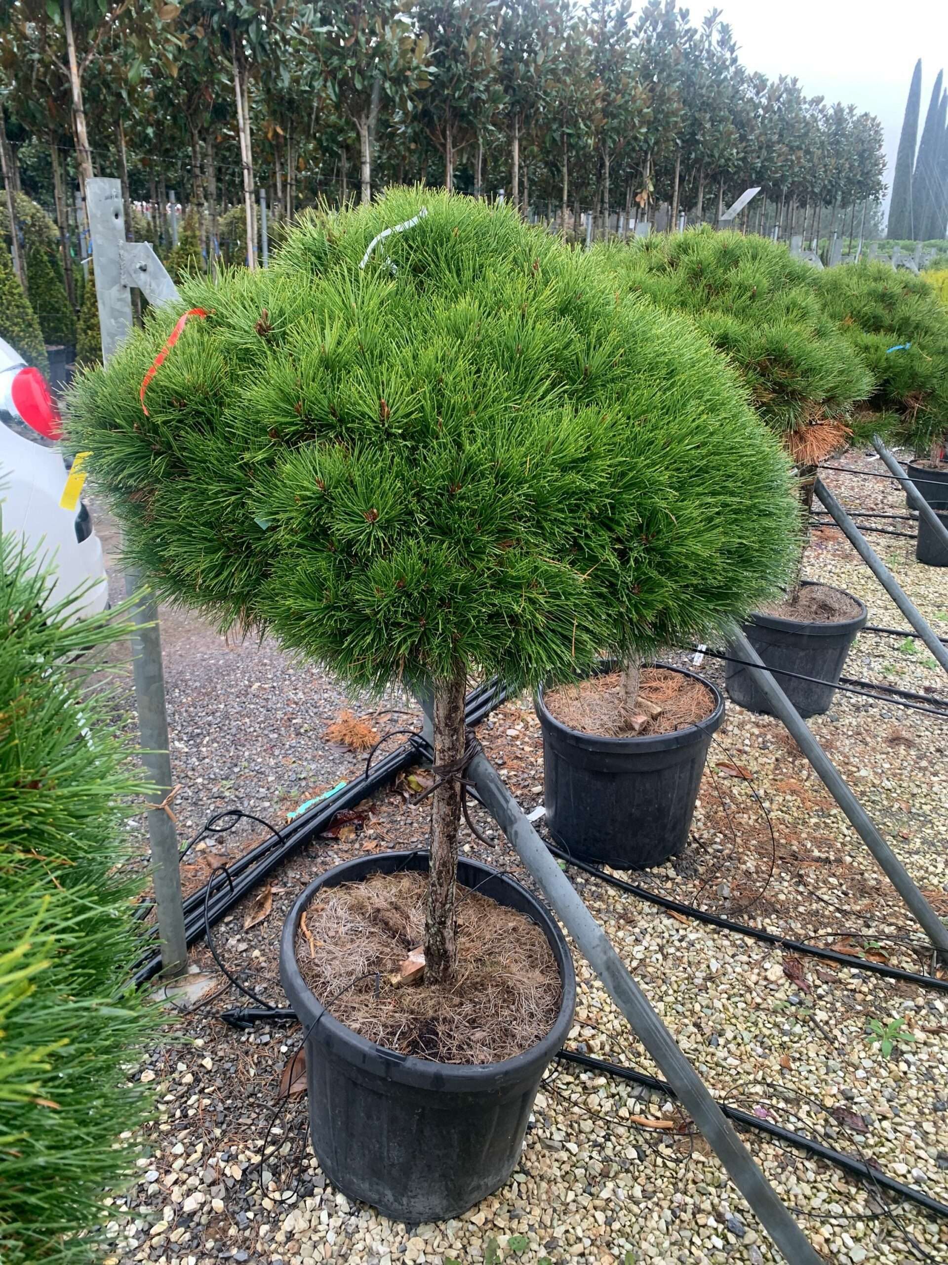 1638355128 scaled a5521424