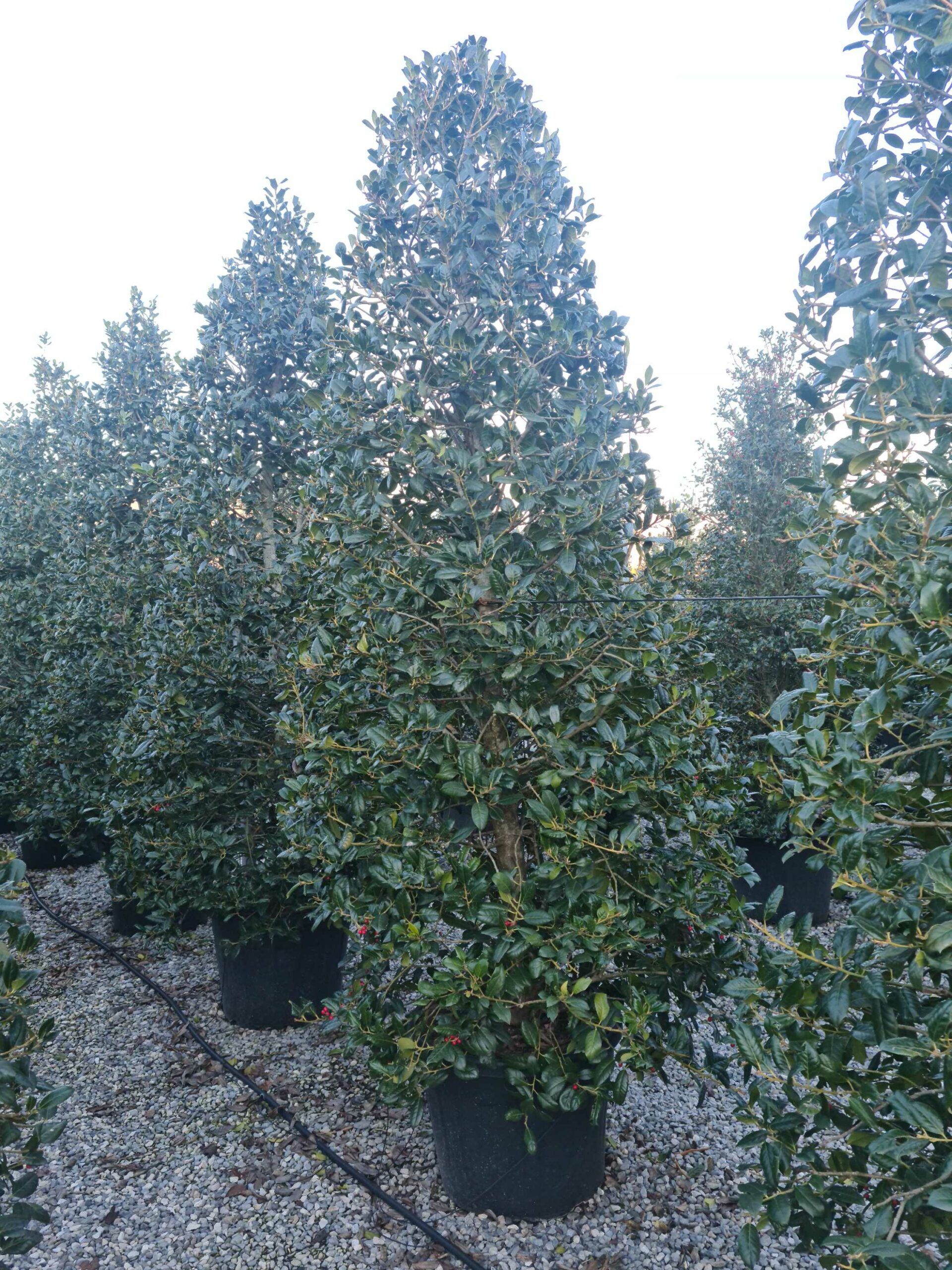 1639667365 scaled a5af64f6