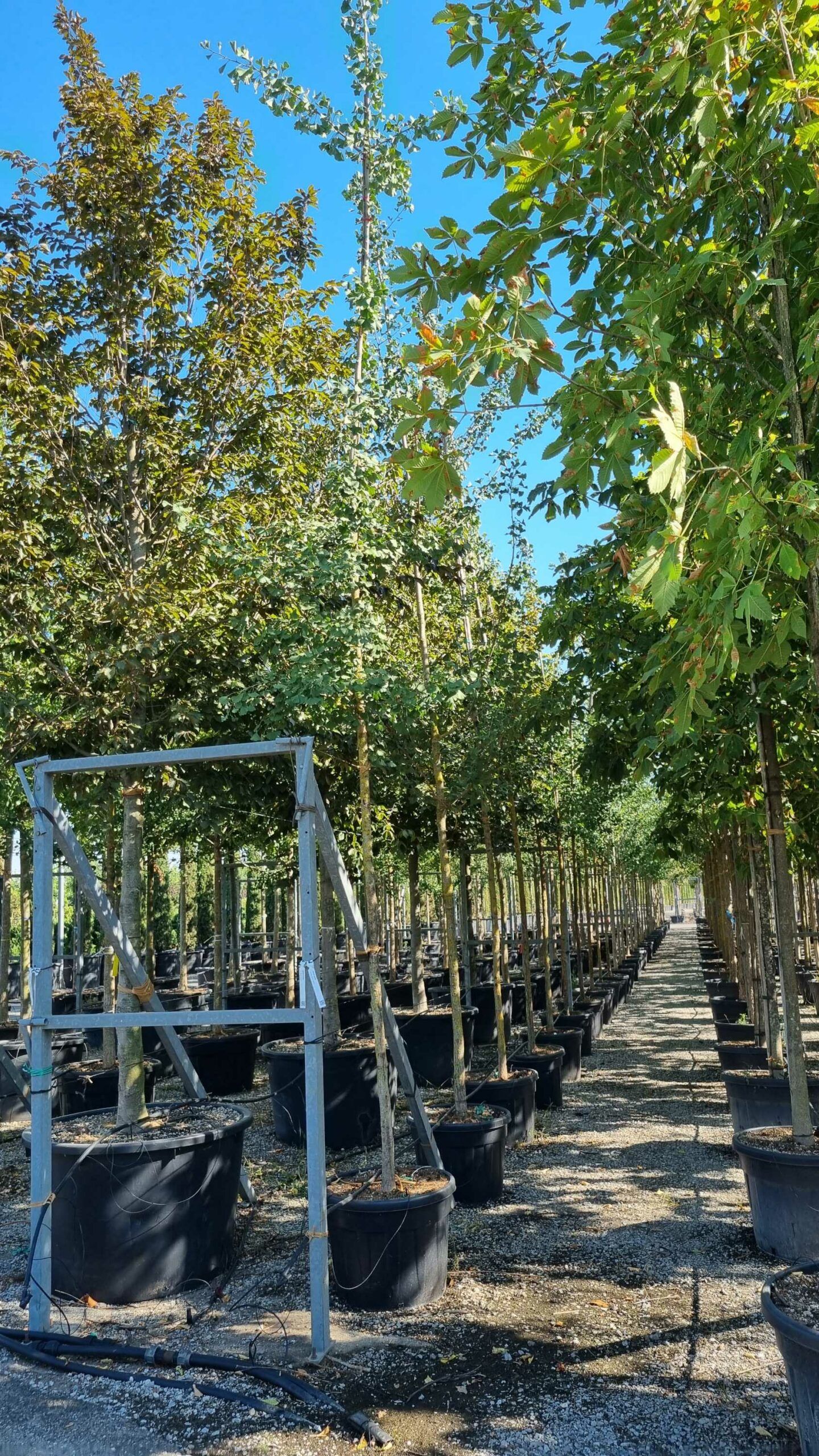 1657898587 scaled a5950567