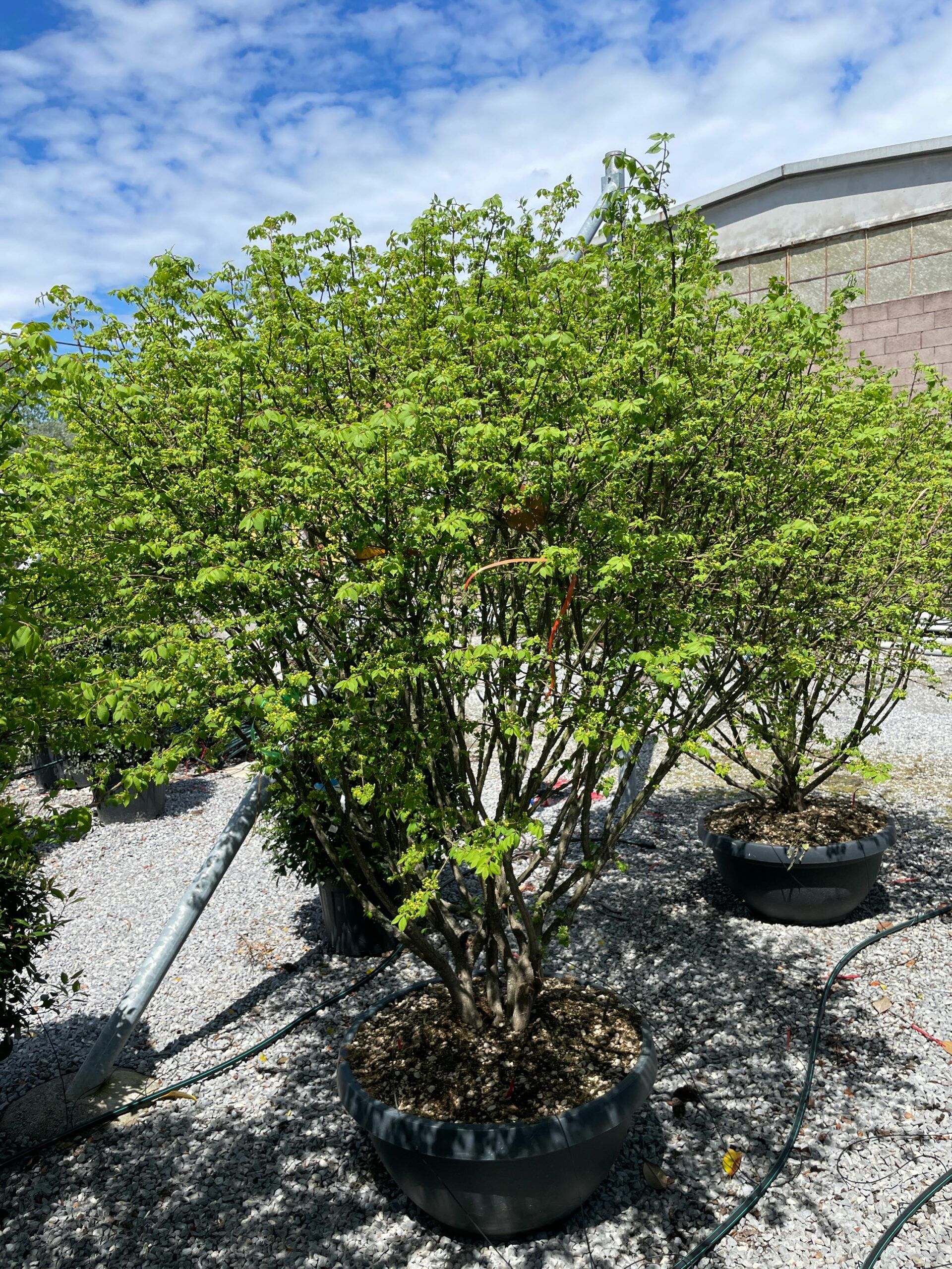 1683109728 scaled a5d26c15