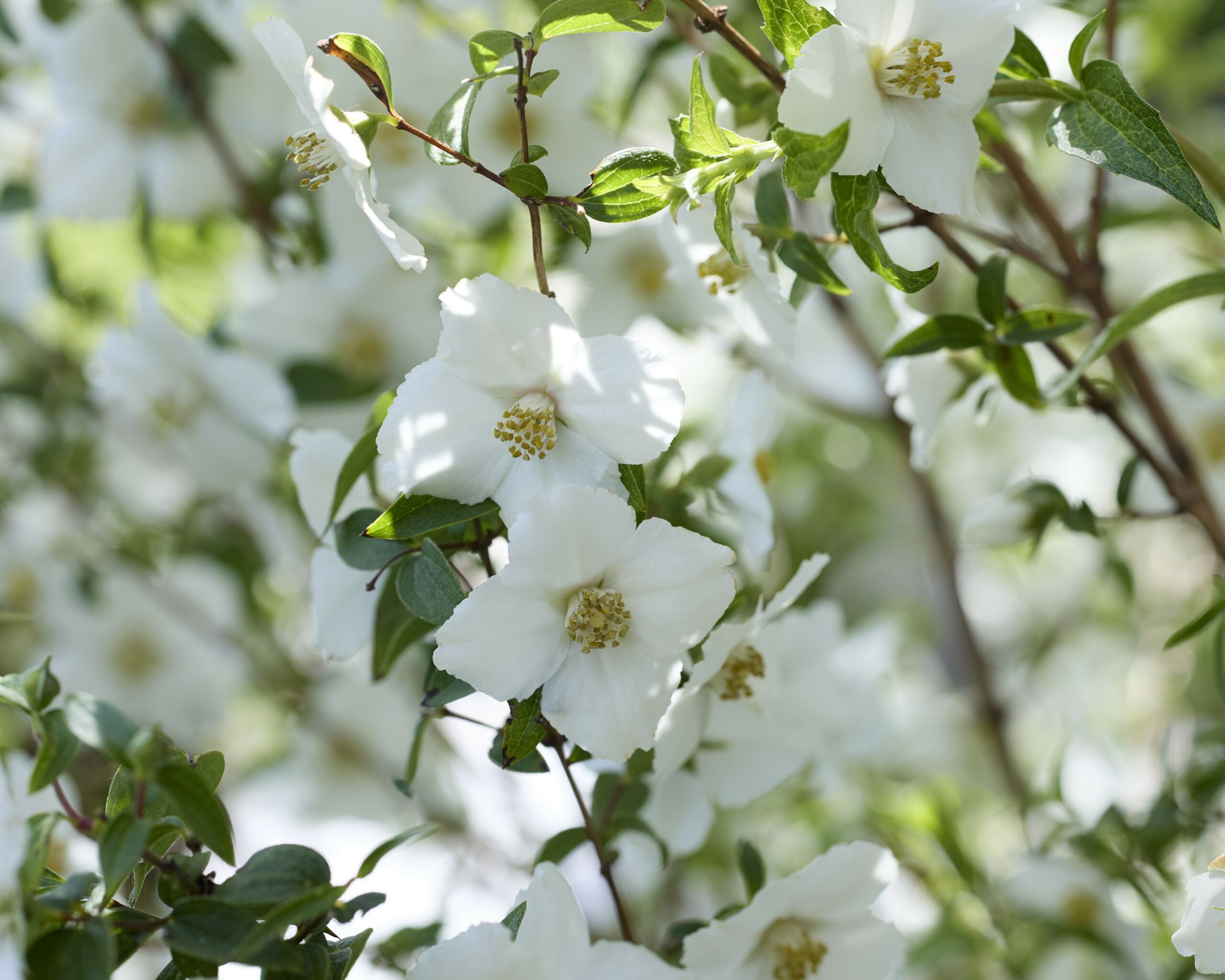 Philadelphus Petite Perfume White 11 scaled a5bc3253