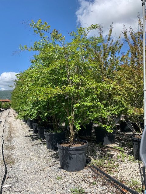 1611660520 Lagerstroemia Multistem 300 350 a699497a