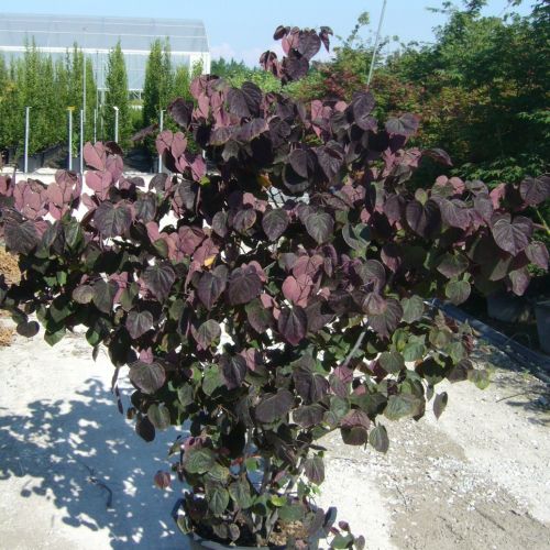 CERCIS canadensis 'Forest Pansy'
