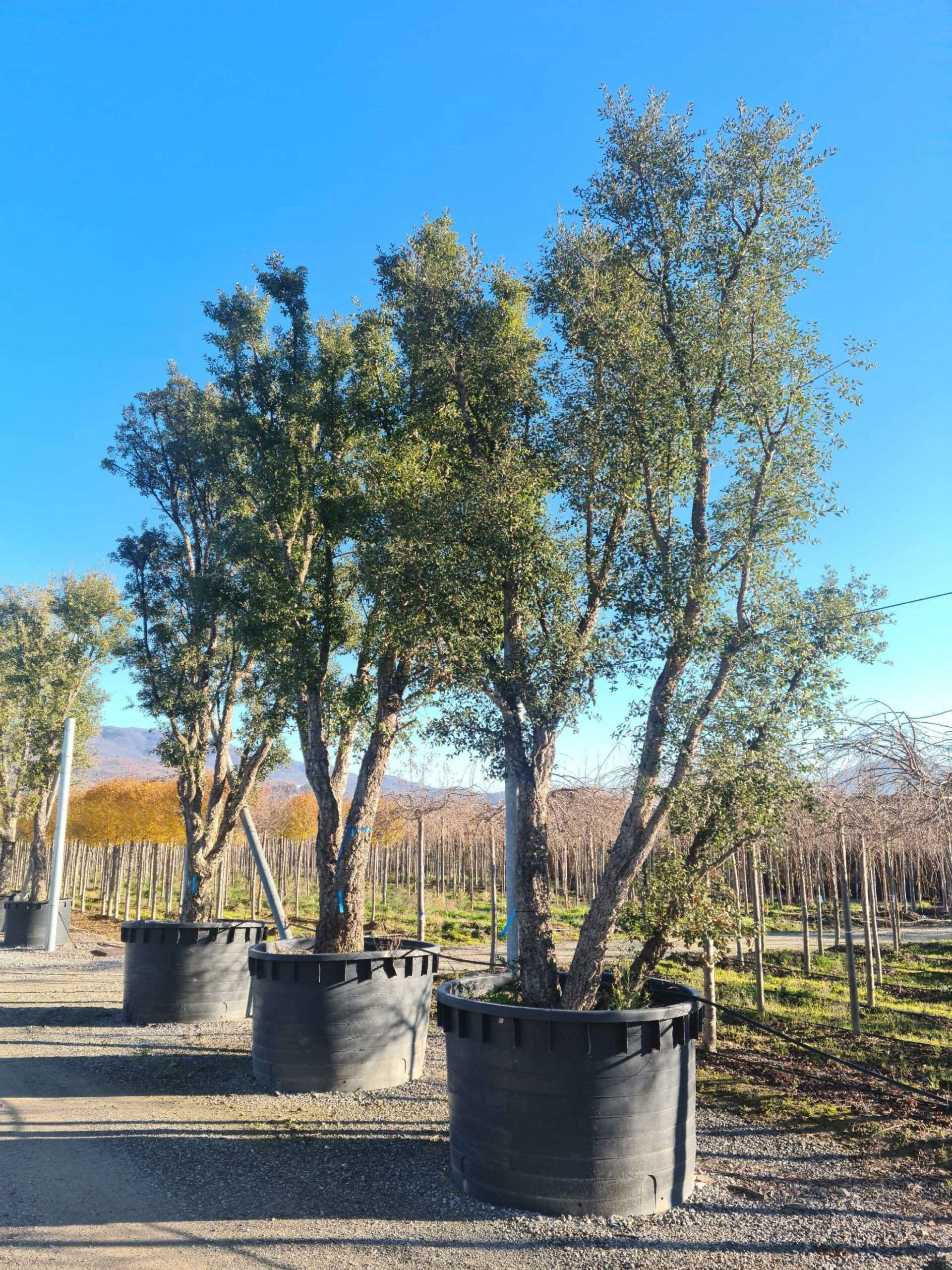 1639731763 scaled a6dd241d