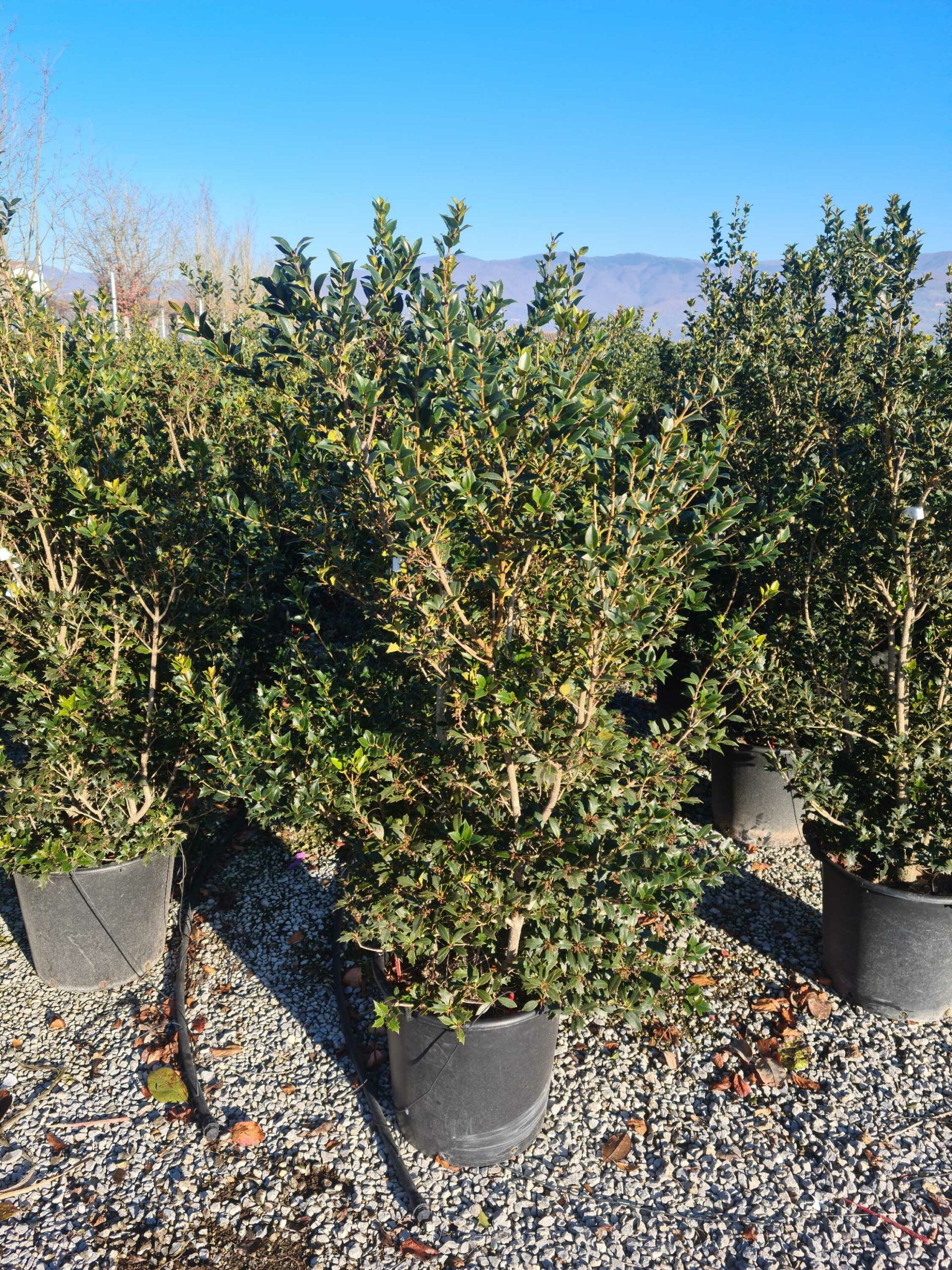 1639817850 scaled a6eccacf