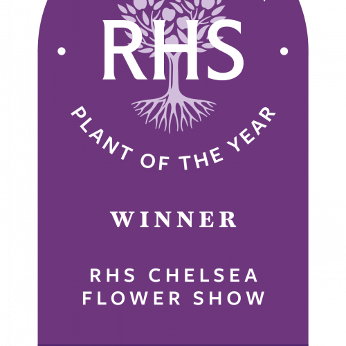 PHILADELPHUS 'Petite Perfume Pink' ®