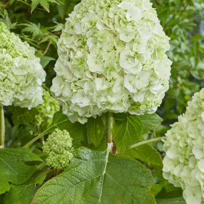 HYDRANGEA quercifolia 'Tara' ®