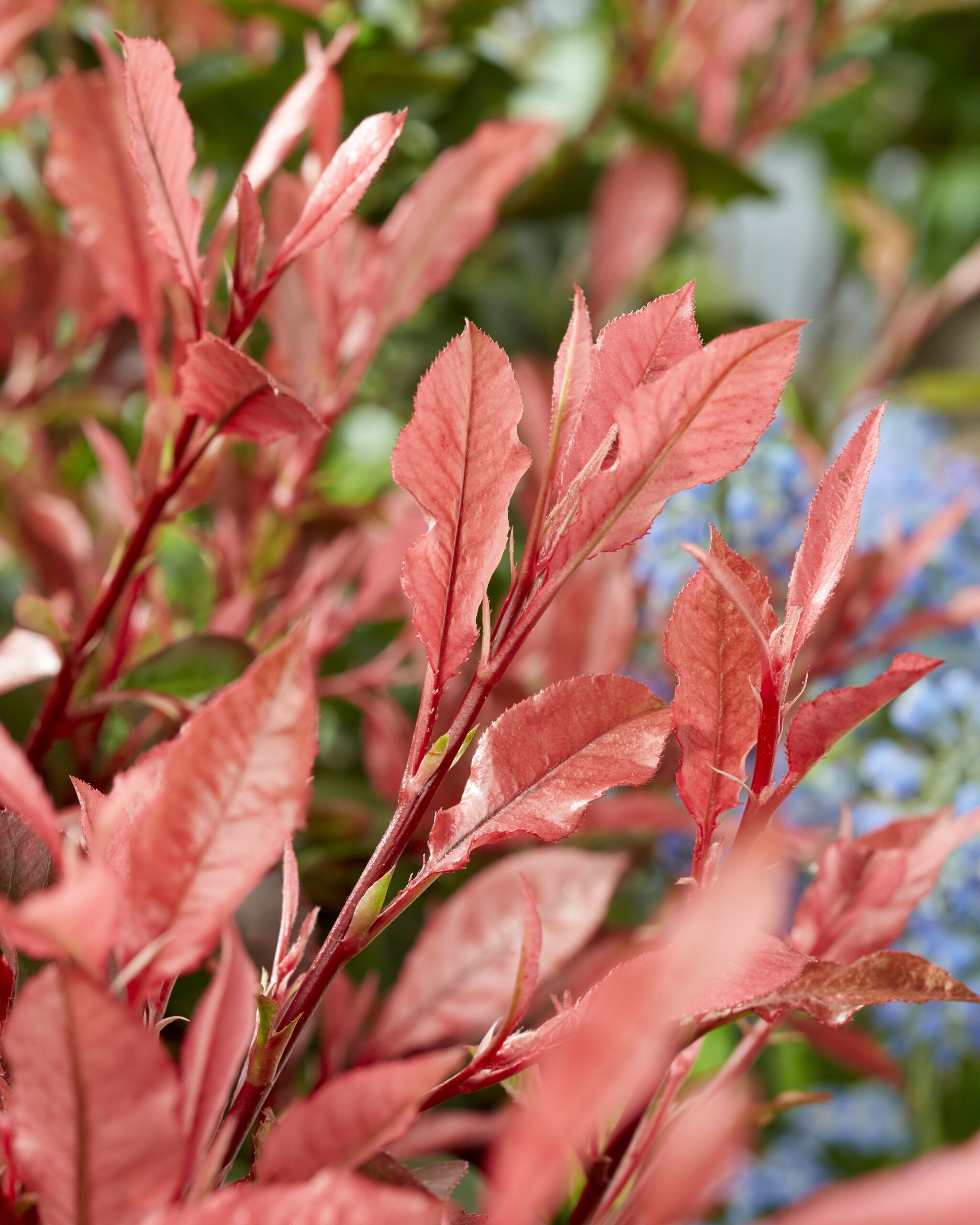 PHOTINIA fraseri 'Little Fenna' ®