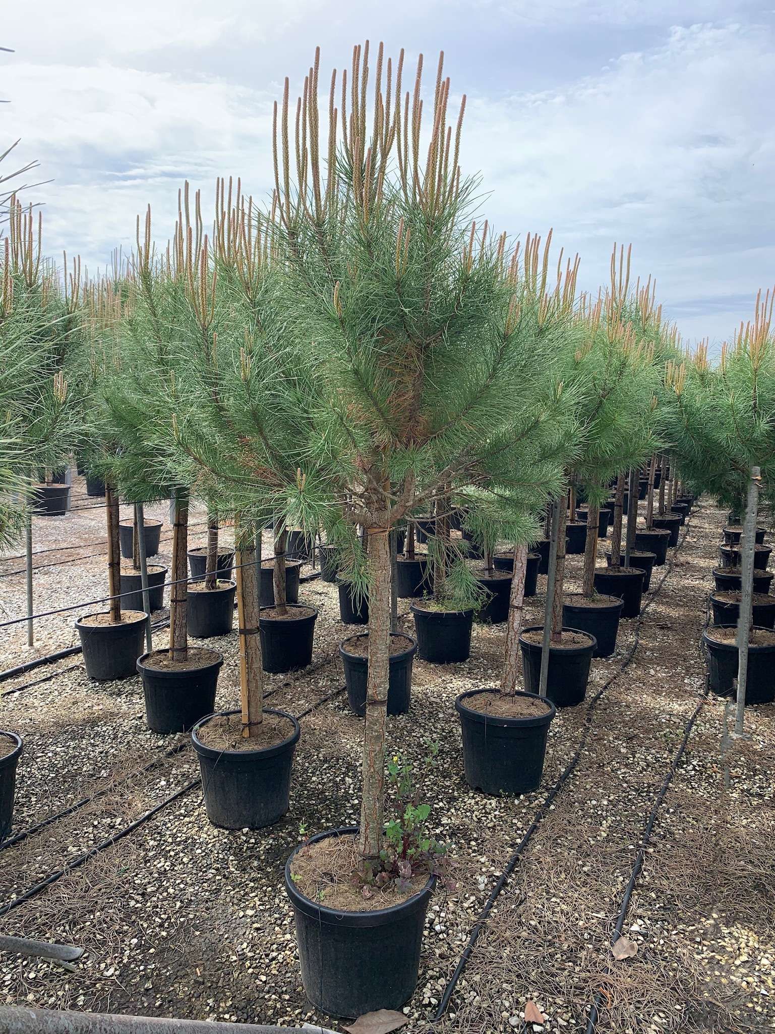 1619788061 0171d24fca607d08a88ece80be24dd17a9c1debd13 a72271f4