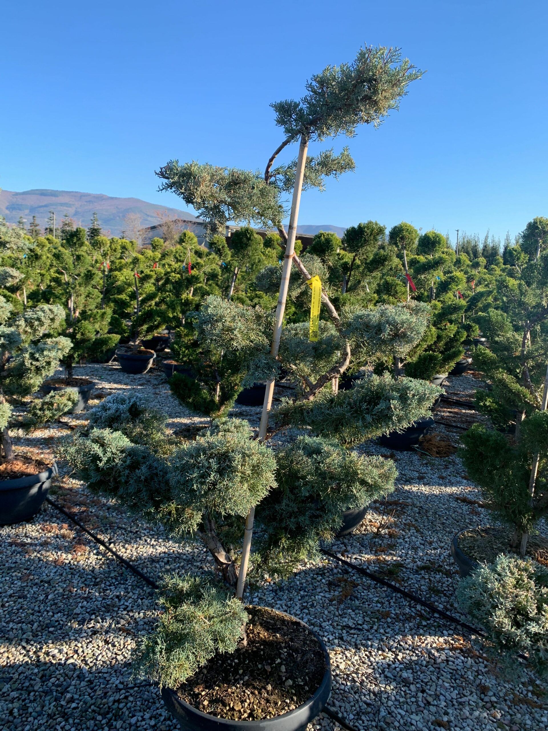 1638262561 scaled a7175f77