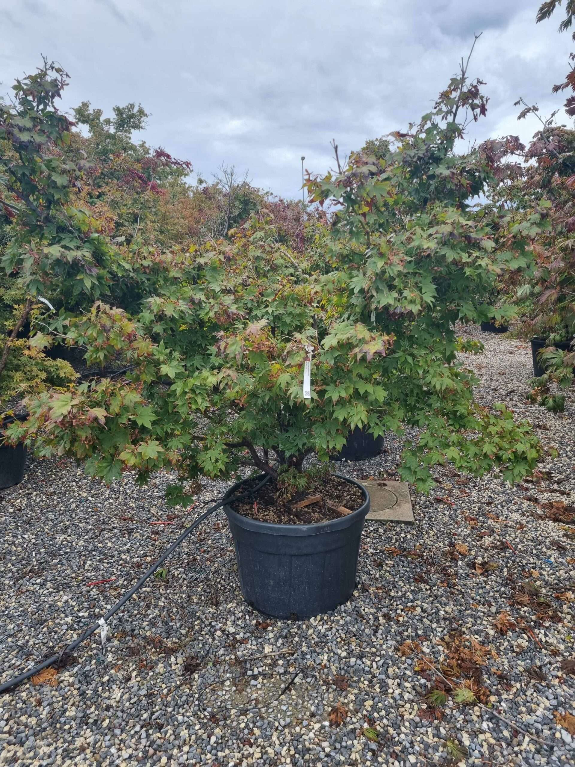 1664523831 scaled a7b25281