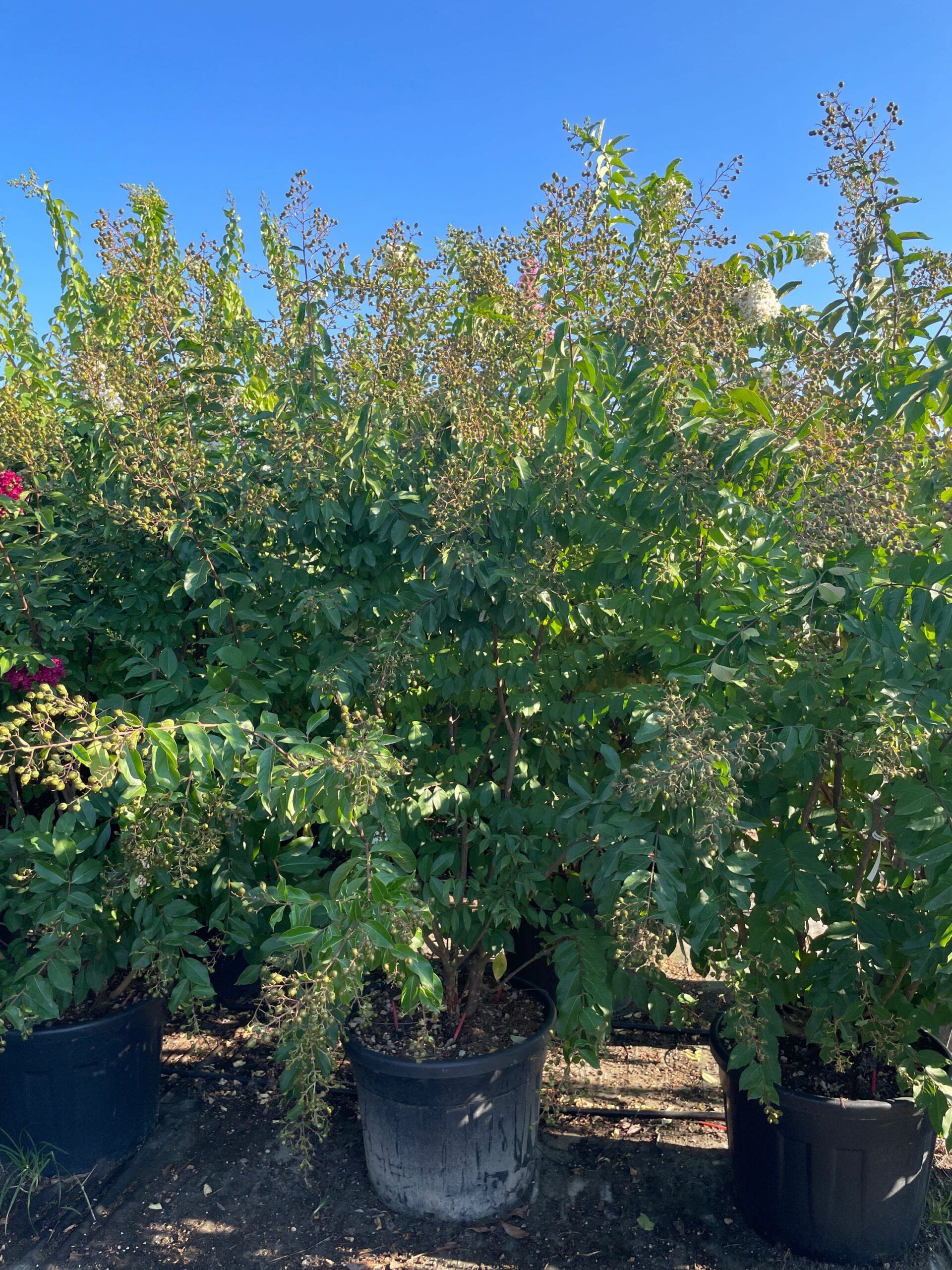 1692772450 scaled a79f2912