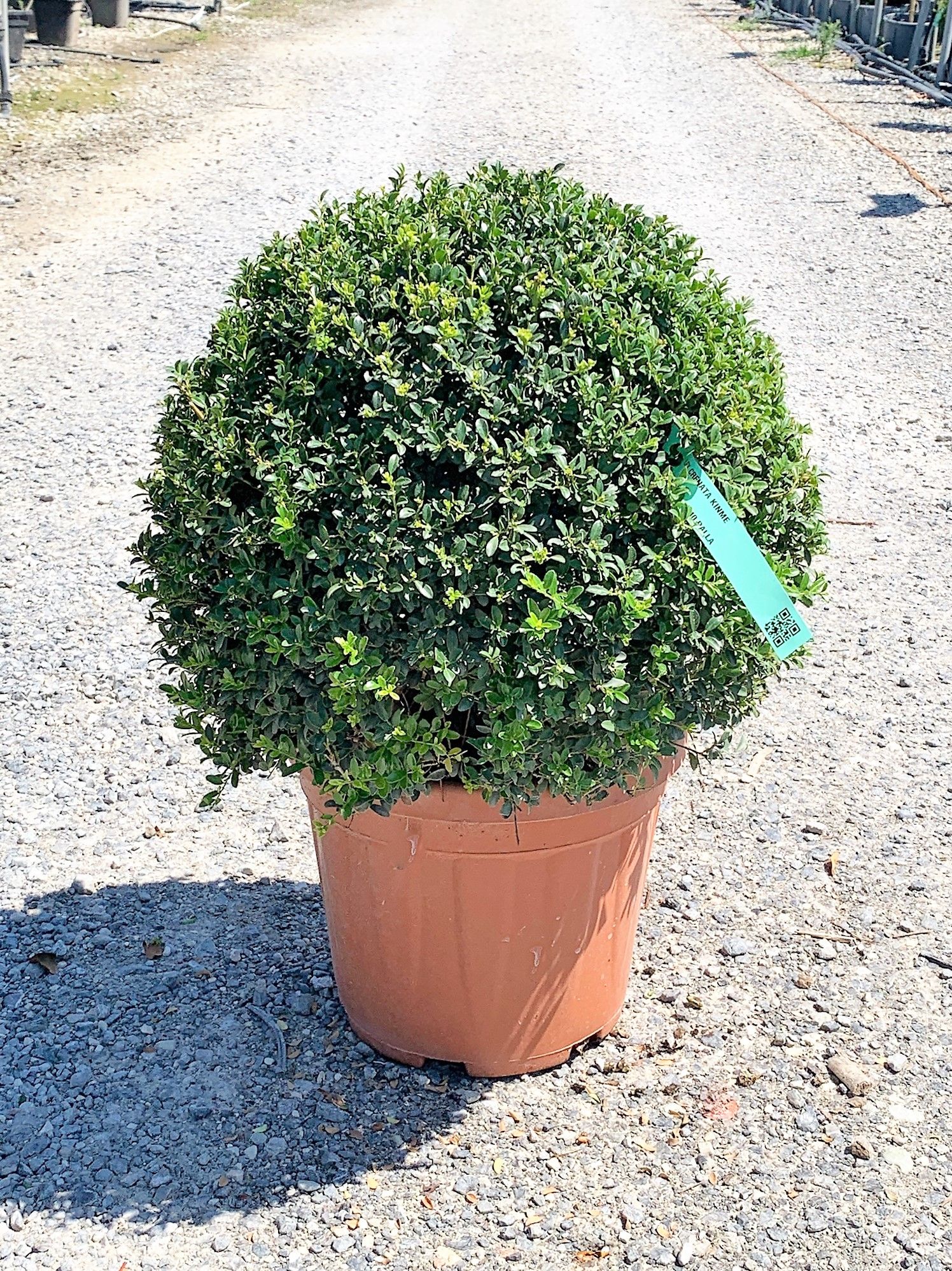 1629987916 018bcede495731a42f998ed9918aa5e9f4459b8082 a87c66f6