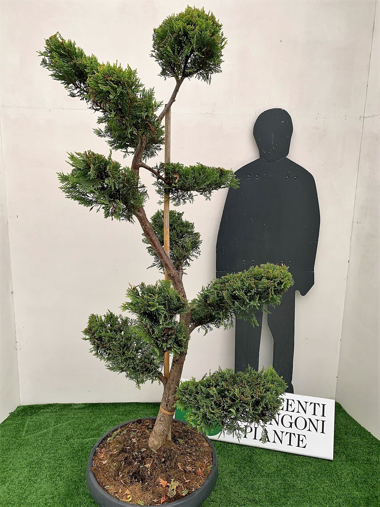 1637252615 6 Cupressocyparis leylandii Castlew. Gold Coupe 50 160 180 Bonsai tronc S a8e294fd