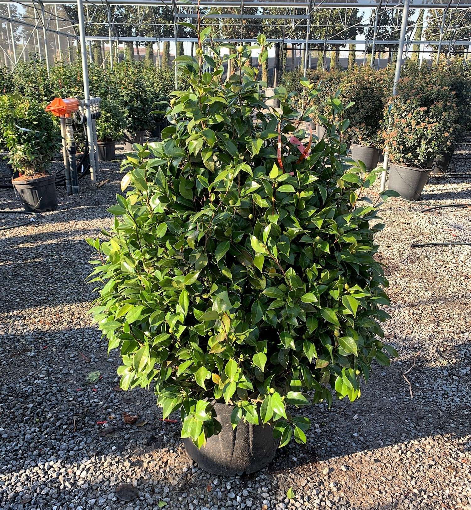 1640272214 01c232bd0159fc2fb10e35fb8d6c45db5ede6828ca a81e93d6