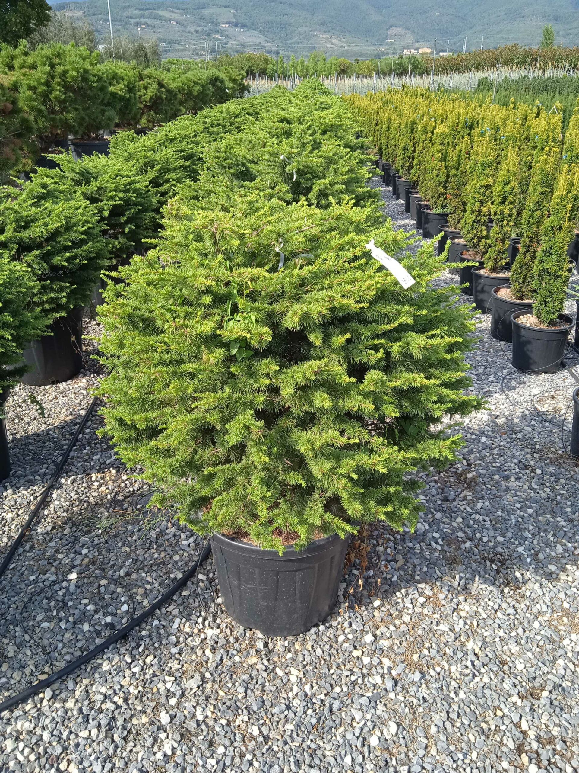 1662128458 scaled a870244c