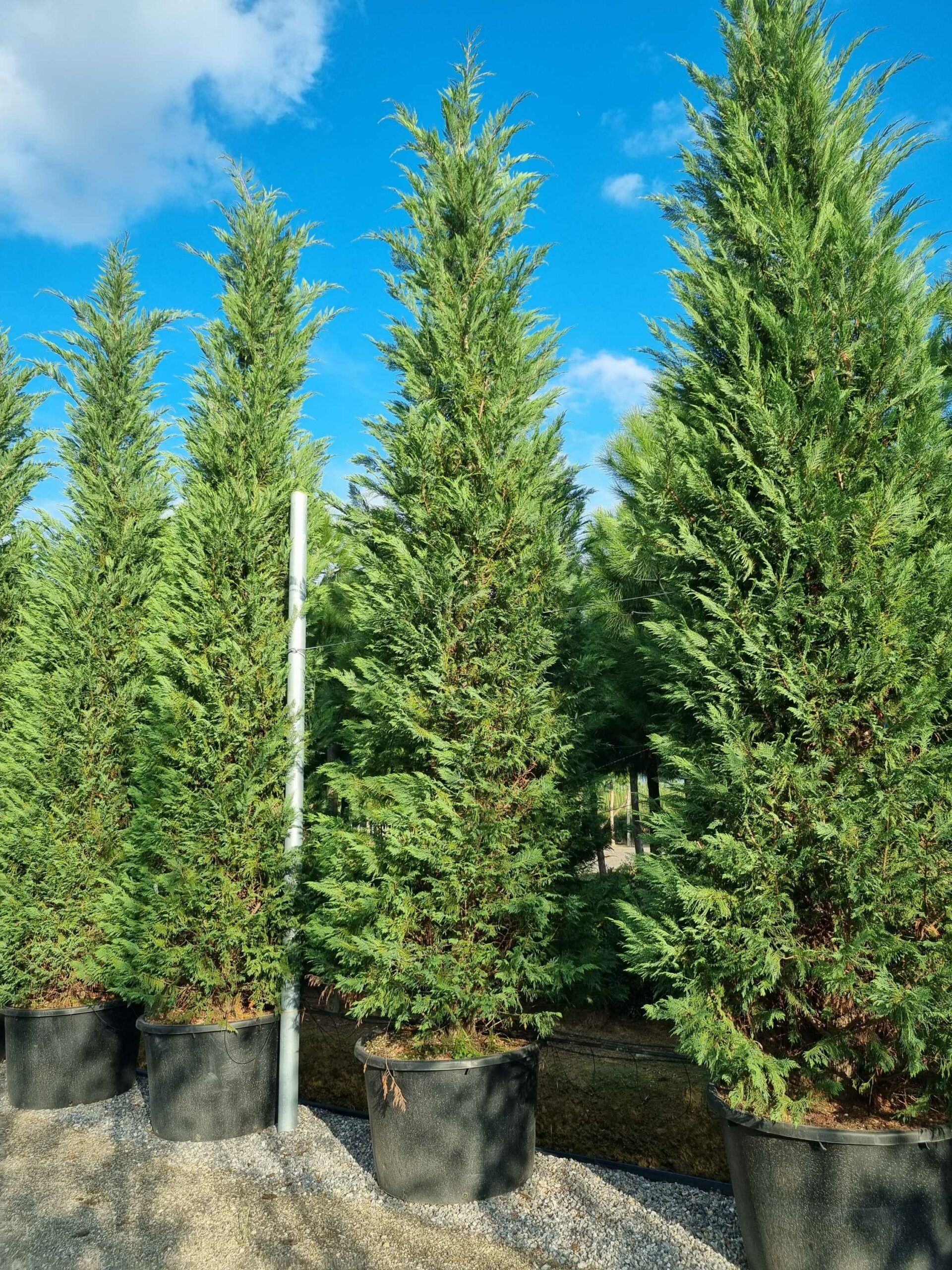 1668433167 scaled a889667b