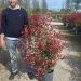 1682669201 Photinia Carr rouge clt18 100 125 a862564b