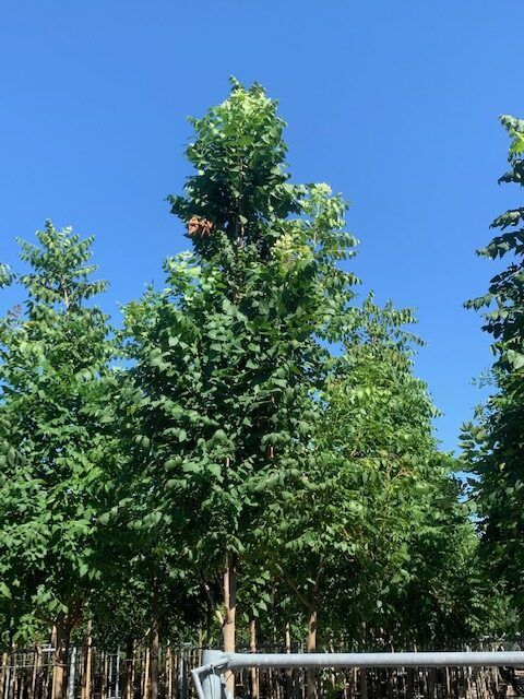 1603096835 rotated a96988a7