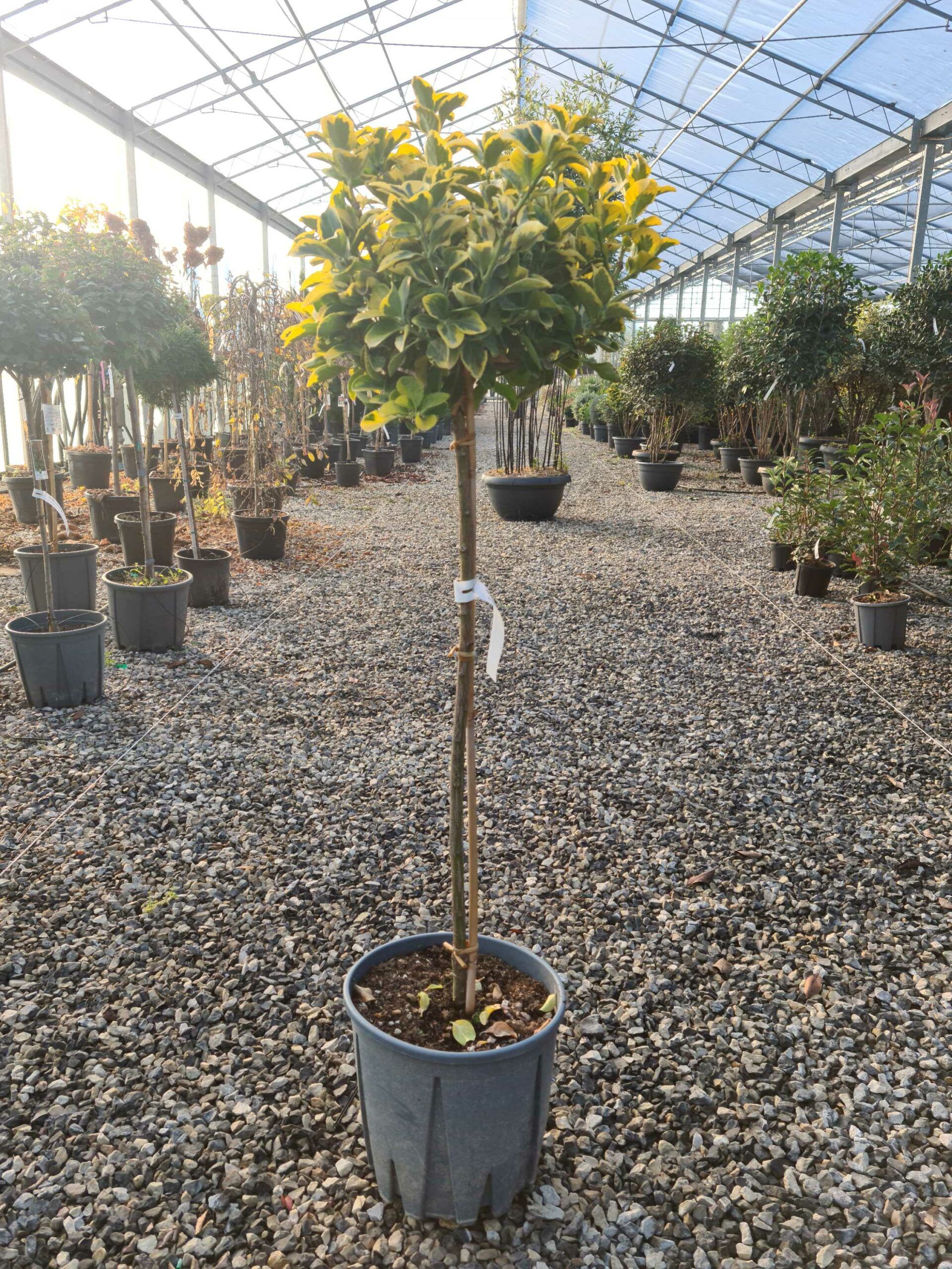 1639472528 scaled a96fc27e