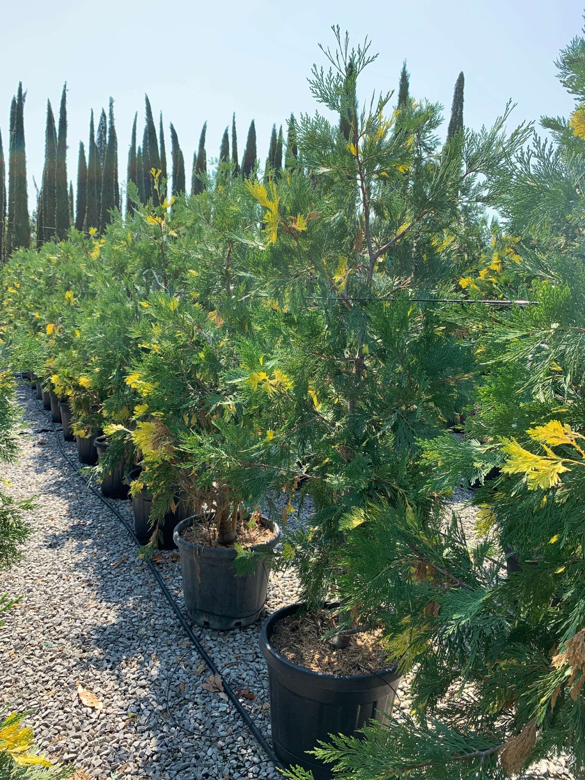 1658132876 scaled a9425ae3