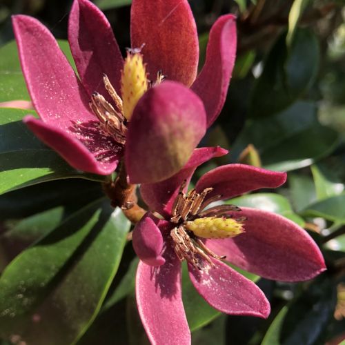 Magnolia Stellar Ruby 6 scaled a9a54c6f