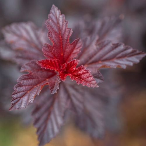 PHYSOCARPUS Opulifolius 'Fireside' FE ®